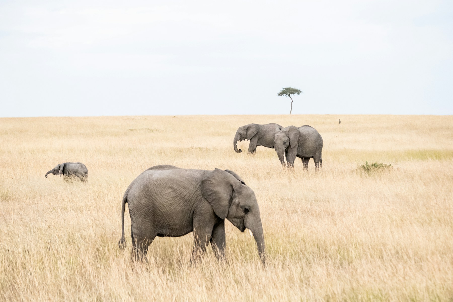 Elephants walking through Kenya’s golden savannah grasslands
